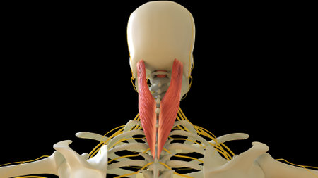 Splenius Capitus Muscle anatomy for medical concept 3D illustrationの写真素材