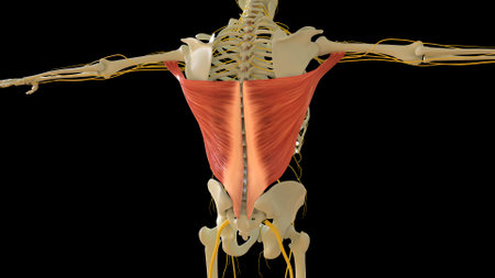 Latissim Muscle anatomy for medical concept 3D illustrationの写真素材