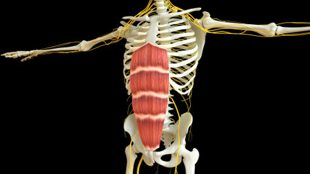 Rectus Abdominis Muscle anatomy for medical concept 3D illustrationの写真素材