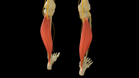 Soleus Muscle anatomy for medical concept 3D illustrationの写真素材