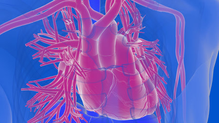 Human heart circulatory system anatomy for medical concept 3D Illustration