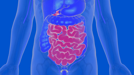 3D Illustration Human Digestive System Anatomy (Small Intestine) For Medical Conceptの写真素材