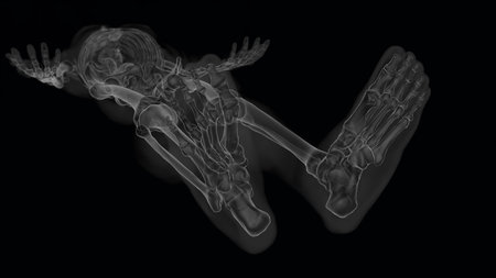 Human skeleton anatomy for medical concept Xray 3D rendering with white and black combination