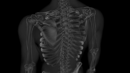Human skeleton anatomy for medical concept Xray 3D rendering with white and black combinationの写真素材
