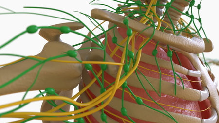 Human Lymph Nodes Anatomy For Medical Concept 3D Illustrationの写真素材