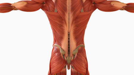 Human Muscle Anatomy For medical concept 3D Illustrationの写真素材