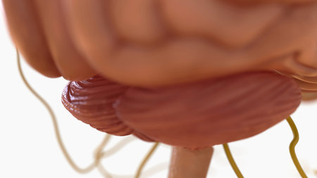 Human brain anatomy for medical concept 3D illustration