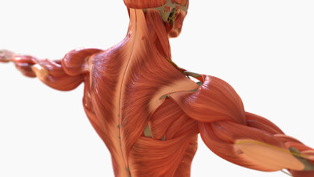 Human Muscle Anatomy For medical concept 3D Illustrationの写真素材