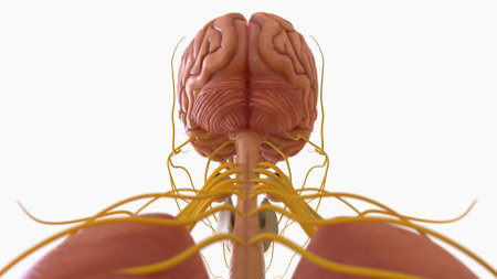 Human brain anatomy for medical concept 3D illustrationの写真素材