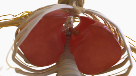 Human Skeleton Anatomy For medical concept 3D Illustration
