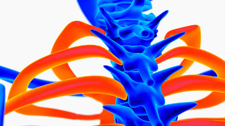 Human skeleton anatomy for medical concept 3D rendering
