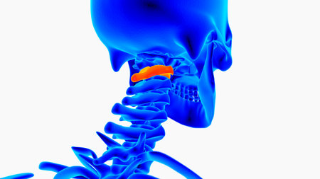 Human skeleton anatomy for medical concept 3D renderingの写真素材