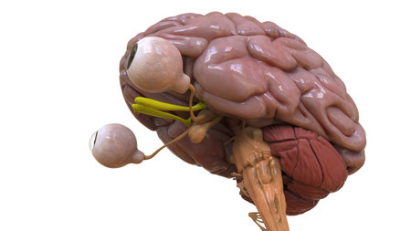 Human brain anatomy for medical concept 3D illustration