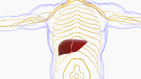 Liver human digestive anatomy for medical concept 3D illustrationの写真素材