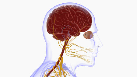 Human brain anatomy for medical concept 3D illustrationの写真素材