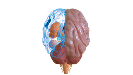 Human brain anatomy for medical concept 3D illustrationの写真素材