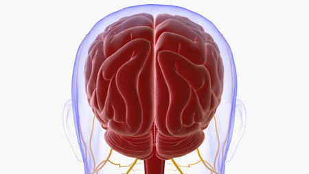 Human brain anatomy for medical concept 3D illustrationの写真素材