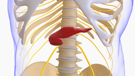 Pancreas Human Digestive System Anatomy For Medical Concept 3D Illustrationの写真素材