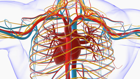 Human heart anatomy for medical concept 3D illustrationの写真素材