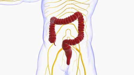 3D Illustration Human Digestive System Anatomy (Large Intestine) For Medical Conceptの写真素材