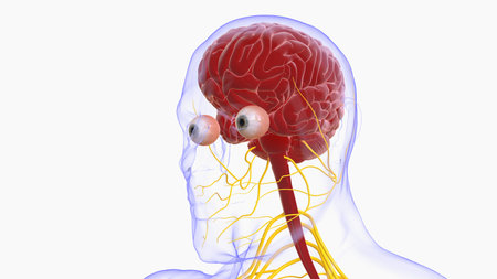 Human brain anatomy for medical concept 3D illustrationの写真素材