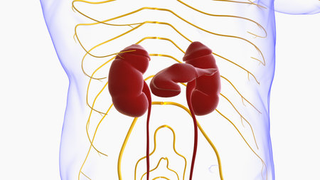 Human Urinary System Kidneys with Bladder Anatomy For Medical Concept 3D Illustrationの写真素材