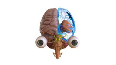 Human brain anatomy for medical concept 3D illustrationの写真素材