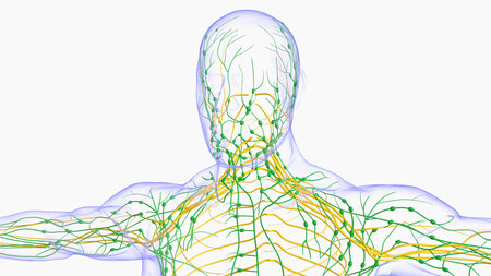 Human lymph nodes anatomy for medical concept 3D illustration
