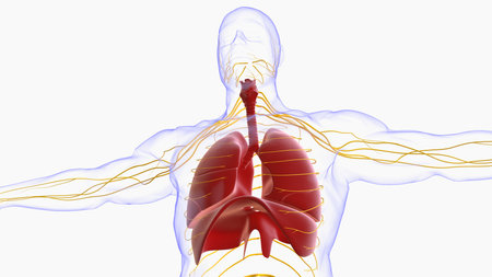 human lungs with trachea anatomy for medical concept 3D illustrationの写真素材