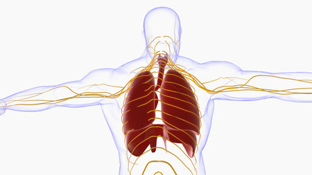 human lungs with trachea anatomy for medical concept 3D illustrationの写真素材