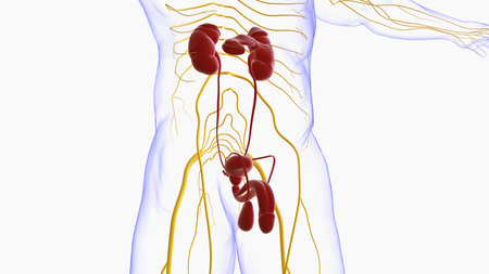 Male Reproductive System Anatomy For Medical Concept 3D Illustrationの写真素材
