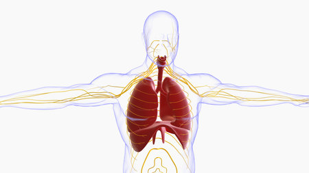 human lungs with trachea anatomy for medical concept 3D illustrationの写真素材
