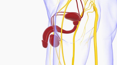 Male Reproductive System Anatomy For Medical Concept 3D Illustrationの写真素材