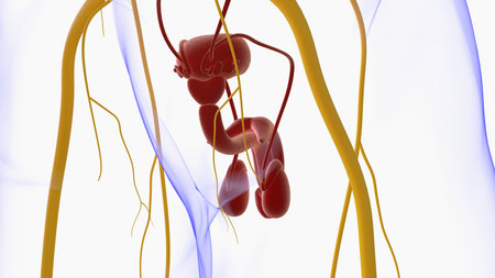 Male Reproductive System Anatomy For Medical Concept 3D Illustrationの写真素材