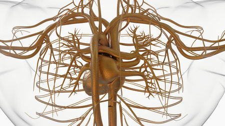 Human heart circulatory system anatomy for medical concept 3D Illustrationの写真素材
