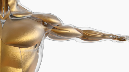 3D Illustration, Muscle is a soft tissue, Muscle cells contain proteins , producing a contraction that changes both the length and the shape of the cell. Muscles function to produce force and motion.の写真素材