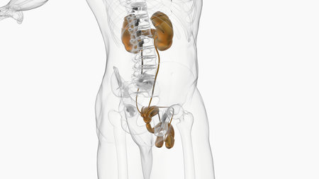 Male Reproductive System Anatomy For Medical Concept 3D Illustrationの写真素材