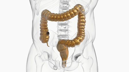 3D Illustration Human Digestive System Anatomy (Large Intestine) For Medical Conceptの写真素材