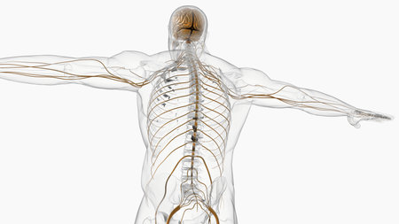Human brain anatomy for medical concept 3D illustrationの写真素材