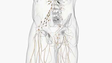 Human lymph nodes anatomy for medical concept 3D illustrationの写真素材
