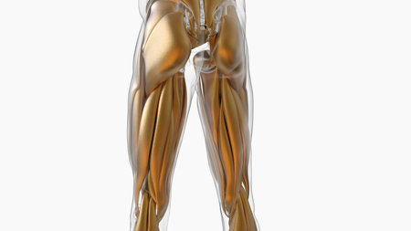 3D Illustration, Muscle is a soft tissue, Muscle cells contain proteins , producing a contraction...