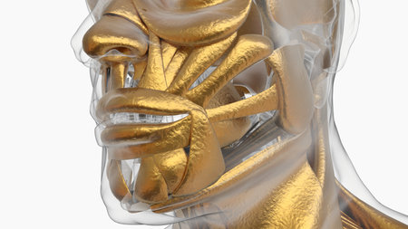 3D Illustration, Muscle is a soft tissue, Muscle cells contain proteins , producing a contraction that changes both the length and the shape of the cell. Muscles function to produce force and motion.の写真素材