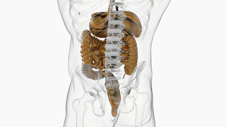 Human digestive system anatomy for medical concept 3D illustrationの写真素材