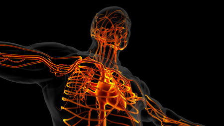 Human heart anatomy for medical concept 3D illustrationの写真素材