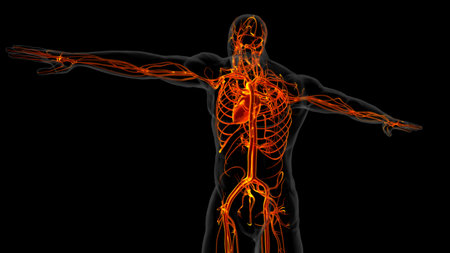 Human heart anatomy for medical concept 3D illustrationの写真素材