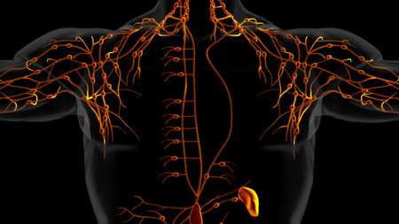 Human lymph nodes anatomy for medical concept 3D illustrationの写真素材