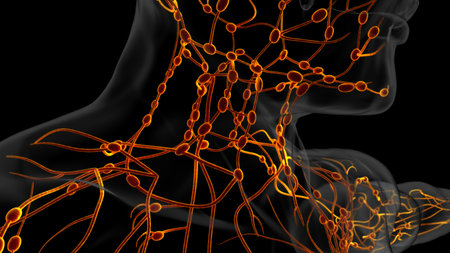Human lymph nodes anatomy for medical concept 3D illustrationの写真素材