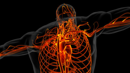 Human heart anatomy for medical concept 3D illustrationの写真素材