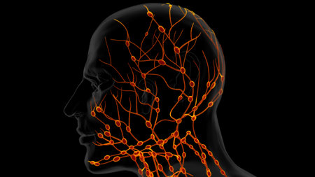 Human lymph nodes anatomy for medical concept 3D illustrationの写真素材