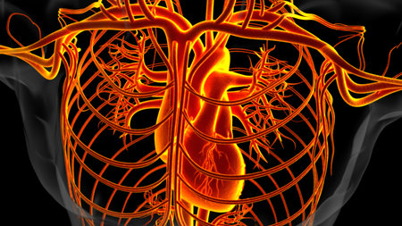 Human heart anatomy for medical concept 3D illustrationの写真素材